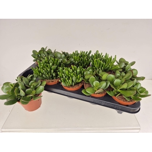 Crassula   ...mix