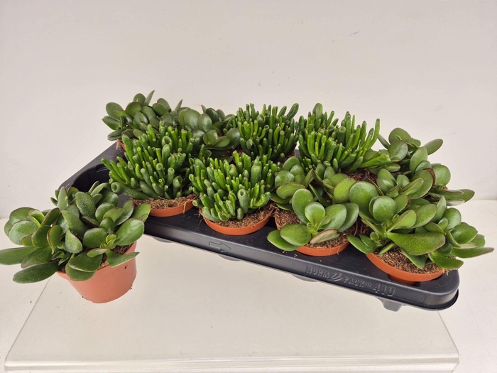 <h4>Crassula   ...mix</h4>