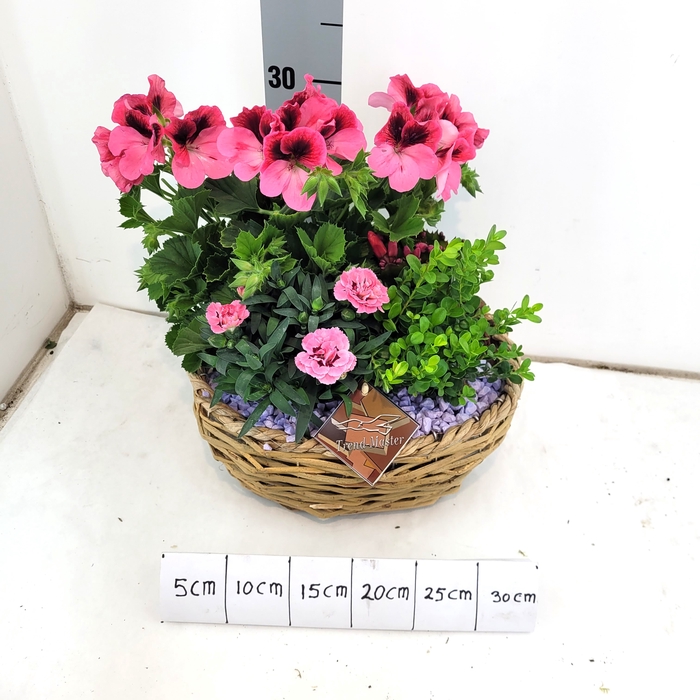 <h4>ARR TUINPLANTEN</h4>