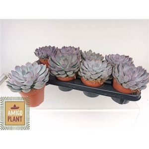 Echeveria Summer