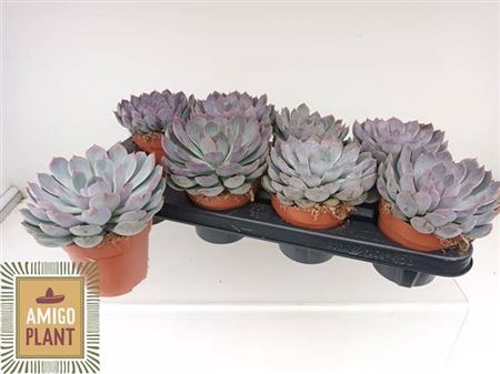 <h4>Echeveria Summer</h4>
