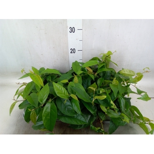 Ficus sagittata