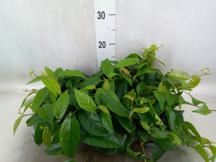<h4>Ficus sagittata</h4>