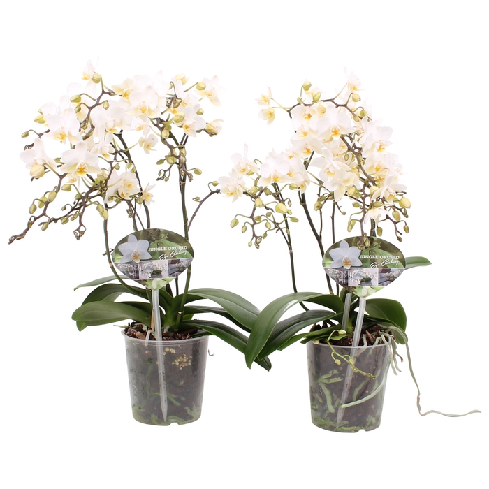 <h4>Phal. Multiflora 5+ tak "Soft Cloud"</h4>