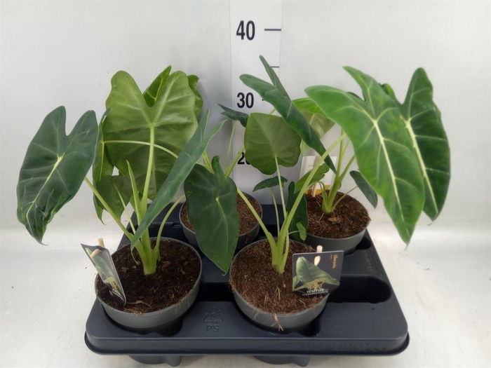 <h4>Alocasia ...</h4>