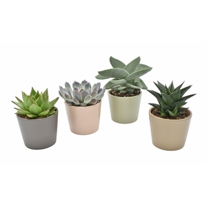 Succulenten gemengd 3 soorten