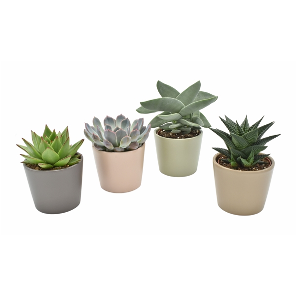 <h4>Succulenten gemengd 3 soorten</h4>