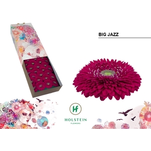 Gerbera GBB 'Big Jazz'