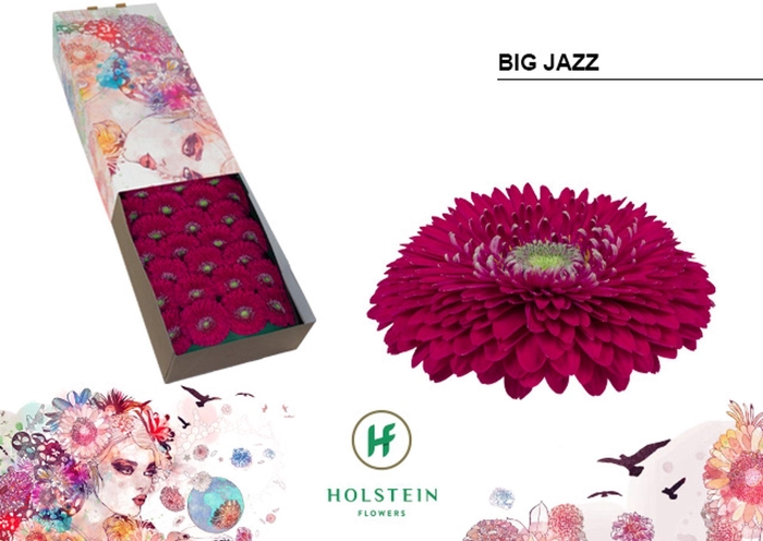 <h4>Gerbera GBB 'Big Jazz'</h4>
