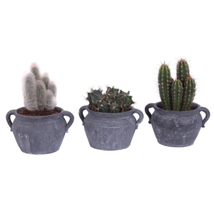 Cactus mix 12 cm in el teide kruik