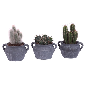 Cactus mix 12 cm in el teide kruik