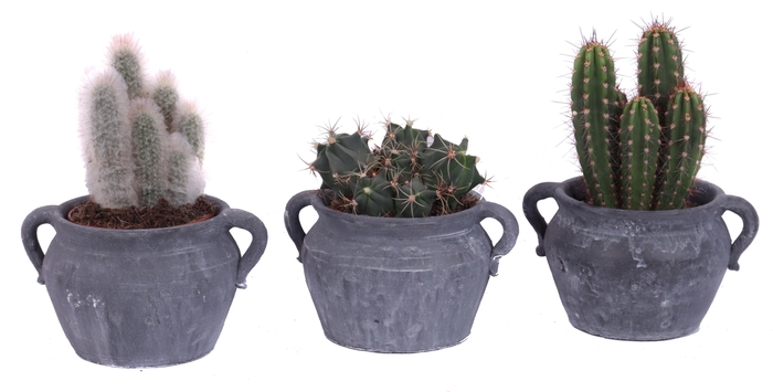 <h4>Cactus mix 12 cm in el teide kruik</h4>