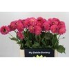 Dahlia Barbados