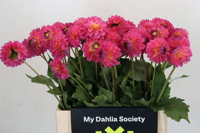 <h4>Dahlia Barbados</h4>