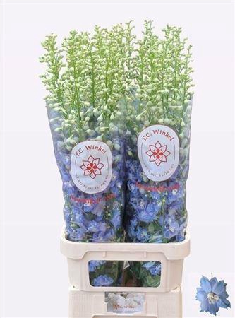 <h4>Delph Du Aurora L Blue</h4>
