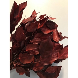 Salal red stabi