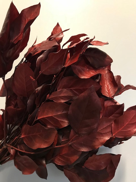 Salal red stabi