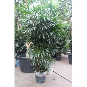 Rhapis excelsa