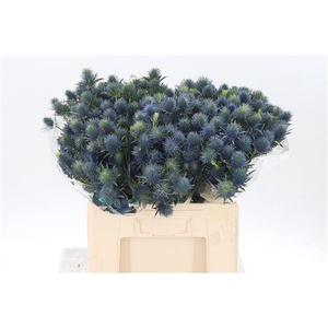 Eryngium Supernova Qstar