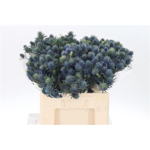 Eryngium Supernova Qstar