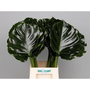 MONSTERA BLAD 27cm Ø