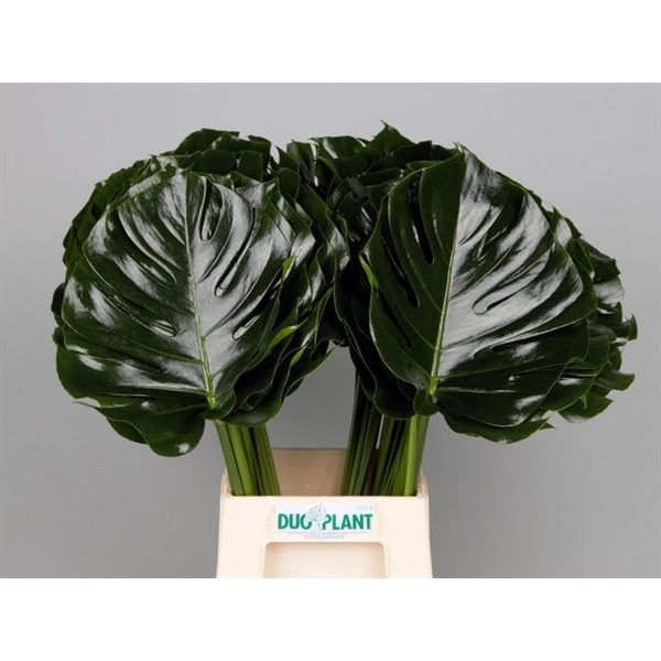 <h4>MONSTERA BLAD 27cm Ø</h4>