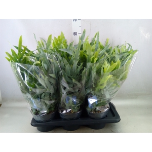 Phlebodium aureum 'Blue Star'