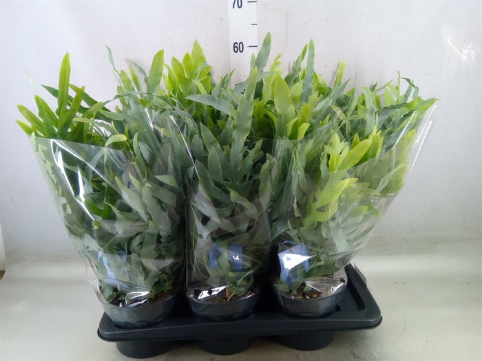 <h4>Phlebodium aureum 'Blue Star'</h4>