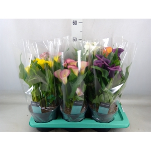 Zantedeschia   ...mix