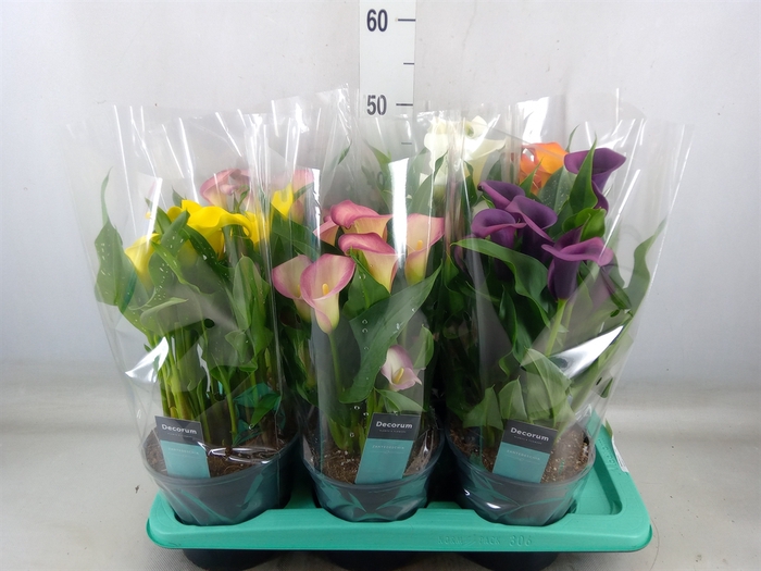 <h4>Zantedeschia   ...mix</h4>