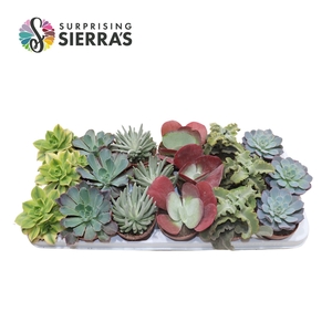 Sierra's® - Valencia Succulent Mix (Prime)