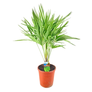 Chamaerops humilis