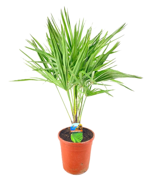 <h4>Chamaerops humilis</h4>