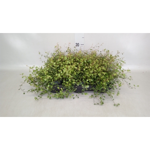 Muehlenbeckia com. 'Mao'ri'