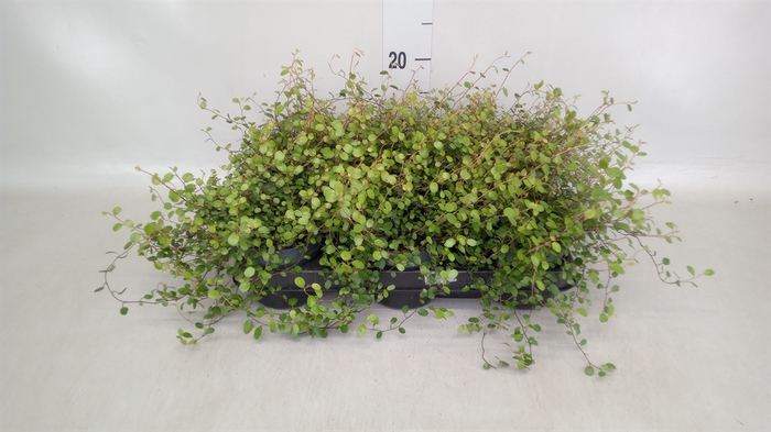 <h4>Muehlenbeckia com. 'Mao'ri'</h4>