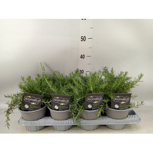 Rosmarinus officinalis 'Prostratus'