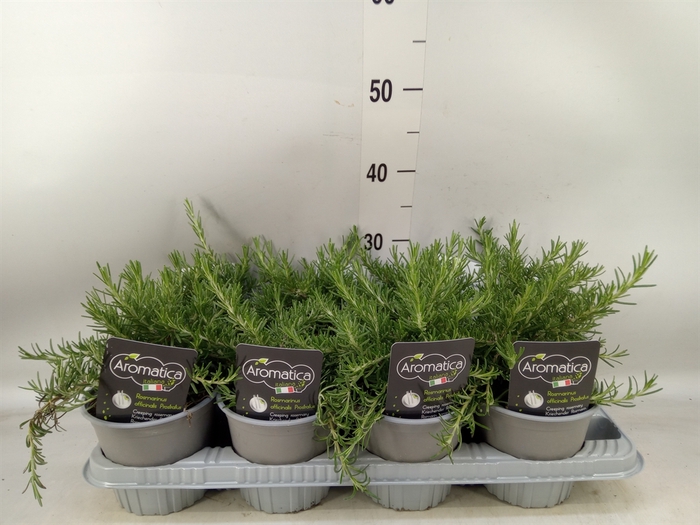 <h4>Rosmarinus officinalis 'Prostratus'</h4>