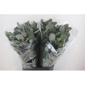 Euca Populus Short 150gr P Bunch