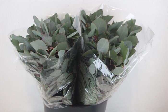 <h4>Euca Populus Short 150gr P Bunch</h4>
