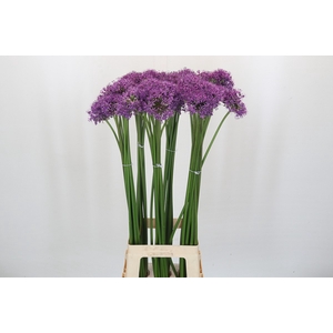 Allium Gladiator