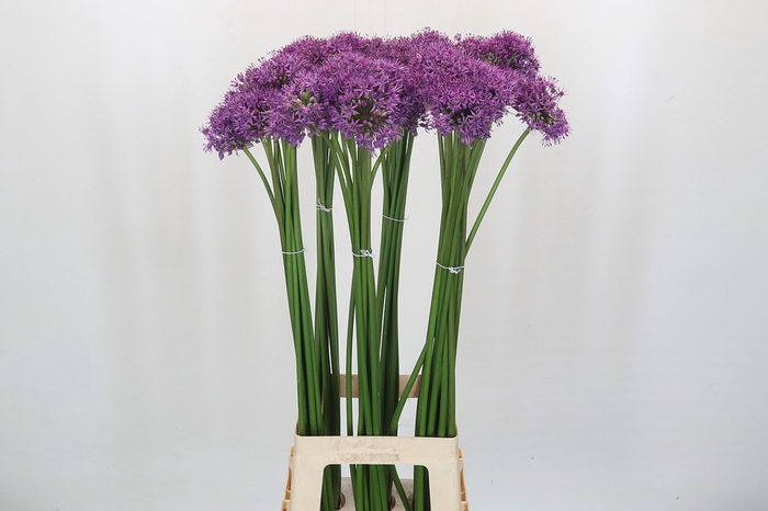 Allium Gladiator