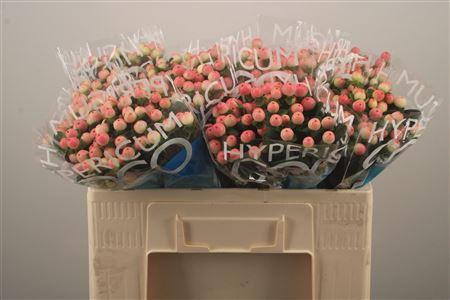 <h4>Hyp Coco Tiamo</h4>