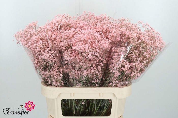 <h4>GYPS KLB H%</h4>