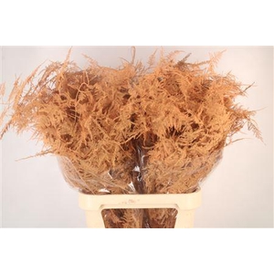 Asp Lang Getopt Salmon