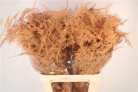 <h4>Asp Lang Getopt Salmon</h4>