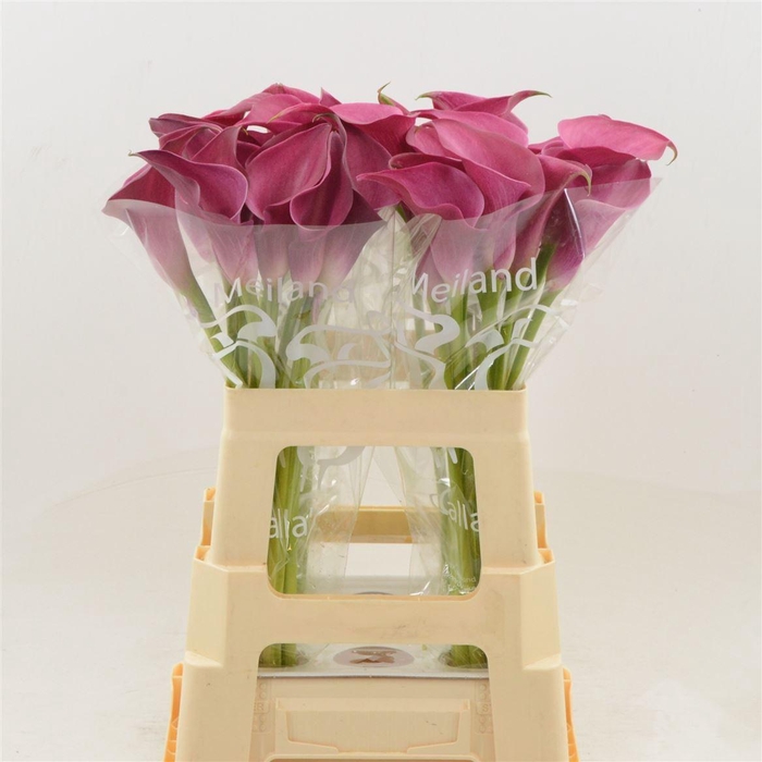 <h4>Calla Pink Jewel | Dubbelbloemig</h4>