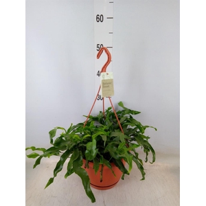 Microsorum diversifolium