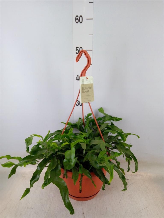 <h4>Microsorum diversifolium</h4>