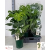 arr8 Monstera Deliciosa