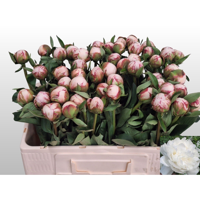 <h4>PAEO L AMALIA OLSON</h4>